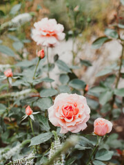 Blooming pink roses flowers in the garden.