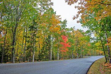 A road in Acadia National Park, Maine bordered by trees showing fall foliage