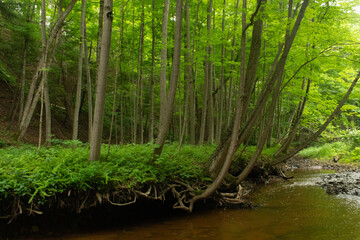 Nature / Forest in Ontario, CAD. Sunset, spider web, trees, plants, beach, leaves, lake with a dock, street, abandoned house, river, lily pads, fishing, relaxing summer with coffee, sunflowers, etc.