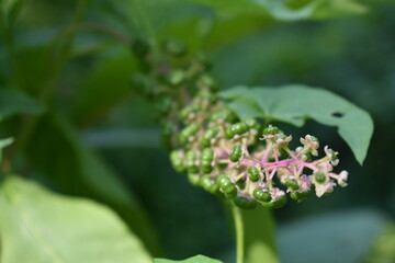 Phytolacca plants