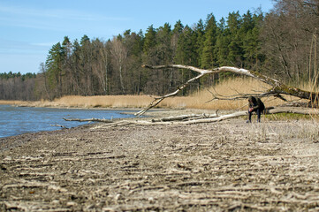 Pochylony człowiek siedzący na konarze starego wyschniętego drzewa na brzegu jeziora.	
