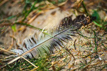 feather on the green grass design for stylus concept