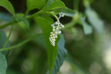 Phytolacca plants