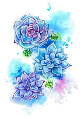 Blue watercolor succulents. Hand painted illustration