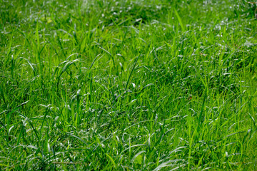 Bright and juicy green grass warm summer sunny day.