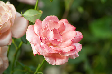 Close-up of a pink rose on a dark green background.