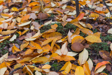 A wild mushroom bay bolete grows in the autumn forest. Ukraine 