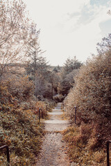 path in the forest