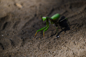 Gaze and eyes,green mantis insect in natural conditions against background sand.