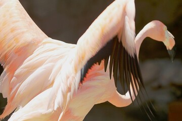 Nahaufnahme Flamingo