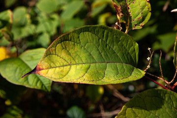 green leaves of a tree