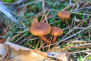 A wild mushroom  grows in the autumn forest. Ukraine 