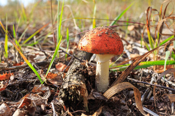 Red fly agaric grows in the autumn forest. Ukraine