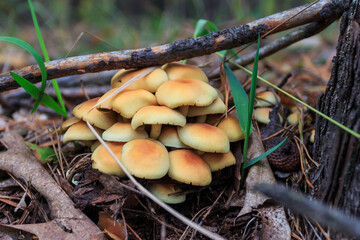 A wild mushroom  grows in the autumn forest. Ukraine 