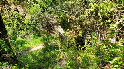 green moss on the ground