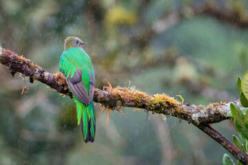 Female Resplendent Quetzal in Costa Rica Cloud Forest in rain.