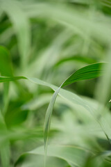 Fototapeta na wymiar Abstract blurred background of green corn foliage.