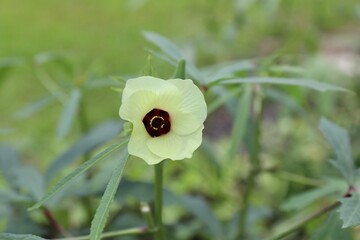 Close up of yellow Okra flower with plant in the garden, partially blurred