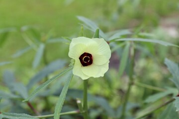 Close up of yellow Okra flower with plant in the garden, partially blurred