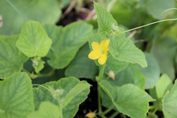 Obraz premium Close up of yellow pumpkin flower with plant in the garden, partially blurred