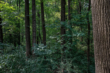 Eastern PA USA hardwood forest in dappled sunlight.