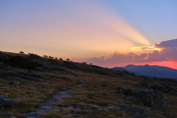 Goats grazing on hill at sunset