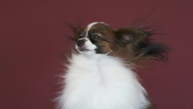 Papillon dog in grooming salon. Dog is enjoying, air pressure from the hair dryer developing its beautiful, long, white, shiny hair. The dog turns its head and raises its ears towards the air flow.