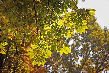 Autumn chestnut leaves in the morning light as a background.