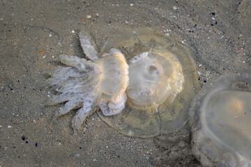 Jellyfish thrown by the tide on the beach. Selective focus.