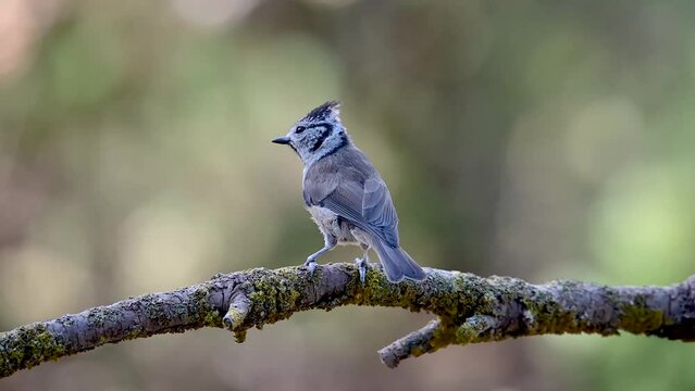 Lophophanes cristatus - The blue tit is a species of passerine bird in the Paridae family