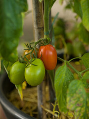 tomatoes in the garden