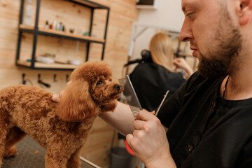Professional male groomer making haircut of poodle teacup dog at grooming salon with professional...