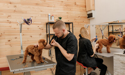Professional male groomer making haircut of poodle teacup dog at grooming salon with professional...