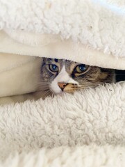 Fototapeta na wymiar gato durmiendo abrigado en pleno invierno