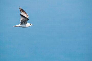 Juvenile Herring gull in flight over blue sea
