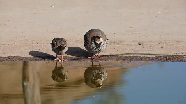 Red partridge or Alectoris rufa, galliform bird of the Phasianidae family