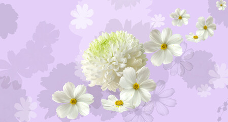 Fototapeta premium Invitation card with white cosmos flowers with chrysantemum on the light purple decorative floral background
