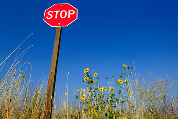 Stop Sign Blue Sky with Yellow Sunflowers and Weeds by the Road
