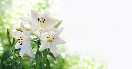 A bouquet of white lilies closeup isolated on a blurry garden background