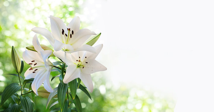 A bouquet of white lilies closeup isolated on a blurry garden background