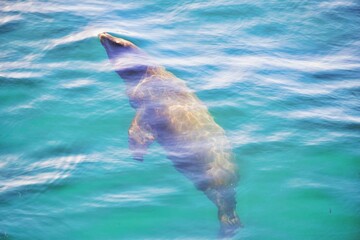 Seelöwe im Ozean