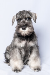 funny cute Miniature Schnauzer puppy dog portrait. White-gray schnauzer dog sits on a white background