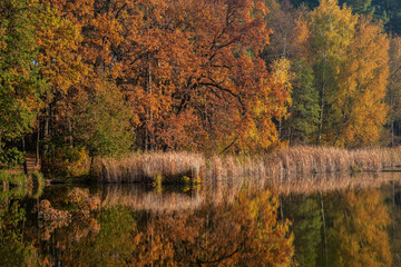 The autumn forest with colorful leaves and reeds are reflected in the lake water.