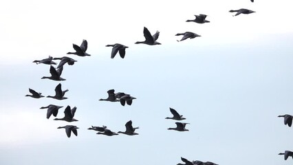 Greylag goose Flock flying in the sky, Sweden
Slow motion shot from Sweden, 2022

