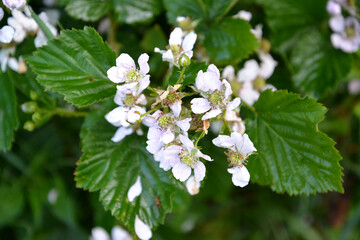 The flowering blackberry is bushy (Rubus fruticosus L.)
