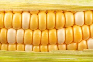 Texture from yellow grains of corn close-up. Corn background
