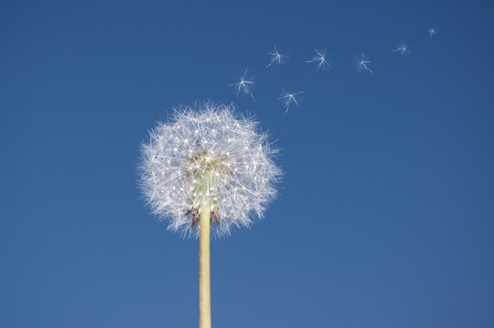 Flying parachutes from dandelion on blue sky background © assistant