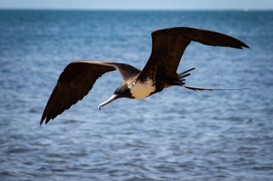 Female frigate bird flying with opened wings on top of blue Caribbean Sea 