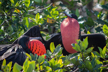 Two magnificent frigate bird with red membrane under the throat perched in a mangrove tree in sian...