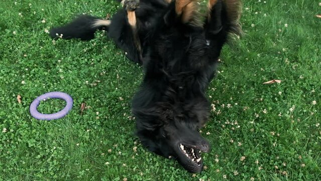The dog lies on its back, its belly up and joyfully swings its front paws, scratches its back on the grass. A beautiful, well-groomed, purebred Hovawart is having fun lying on its back in slow motion.